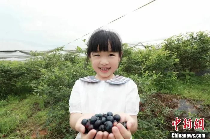 小朋友体验蓝莓采摘乐趣。　吴玲慧 摄