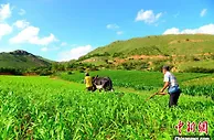 内外冲击下，中国“粮袋子”能否稳得住？