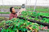 沙地上建起3000亩玫瑰园   河北肥乡“鲜花经济”助农增收