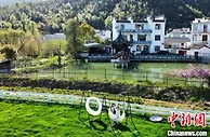 安徽黟县“两山银行”激活生态资源 乡村振兴画卷徐徐展开