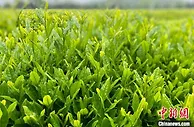 “世界绿茶核心产区”年产茶3.83万吨 统一标准做优品牌