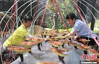 中国灵芝之乡安徽旌德：生态灵芝丰收在望