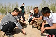 节水增收！新疆兵团大面积推广“干播湿出”棉花种植技术