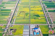 万亩“金”海绽放  湖南君山区农旅“融”出美丽经济