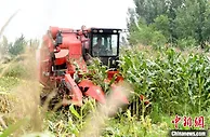 河北阜城错季种植糯玉米超两万亩  产值达1亿元