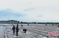 全国产粮大县湖南东安：机械化育秧 大户成种粮主力