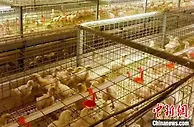 山西襄垣一个乡村的振兴实践：抓住机遇 打造肉鸡产业链