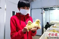 【十年@每一个奋斗的你】小老板转行当起“鹅司令” 带乡亲唱响致富路上“向天歌”
