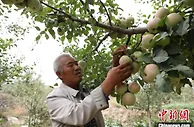 青海最大农业区海东：特色作物让“菜篮子”装更多果蔬