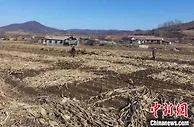 世界粮价创历史新高，东北疫下保“粮仓”
