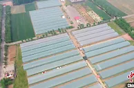 河北邯郸采煤沉降区变身“红薯小镇”