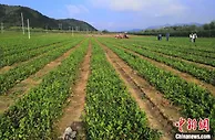 河北隆化县被认定为国家级区域性（中药材）良种繁育基地