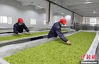 安吉白茶化危为“机” 茶农茶企线上“发力”解销售难题