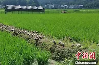 （人民幸福生活）贵州山区农业“一地生多金”农户笑开颜