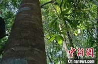 云南西双版纳发现罕见野生沉香种群 至少有百余株