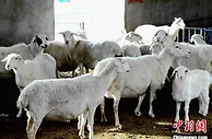 甘肃羊倌专注技术改良成“活字典” 新年又话“羊计划”