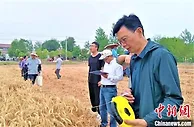 江苏睢宁111万亩小麦收割  预计总产量近9亿斤