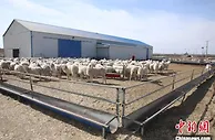 内蒙古草原上的“网红”牧羊人：让流量变销量