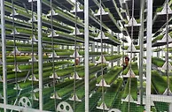四川顺庆：将育秧从田间搬到“工厂”