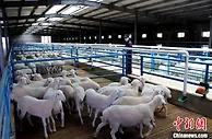“中国肉羊之乡”甘肃民勤：精养优养“深耕”羊产业