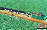 “中国菠萝之乡”广东徐闻每天销3000多吨菠萝 15万果农乐了
