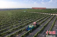 宁夏贺兰山东麓葡萄酒产业产值2025年将突破1000亿元