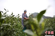 千年贡茶“平水日铸”年产值 4.22亿元 最贵每公斤10000元