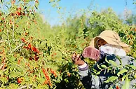 柴达木枸杞进入采摘期 集中用工需求近9万人