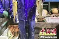 浙江象山一渔船捕获野生大黄鱼超2000千克 成交价近千万元