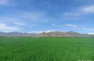 北大荒集团与西藏“牵手”种植优质“高原青稞”
