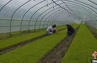 安徽黟县再生稻一种两收