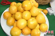 甘肃“敦煌李广杏”亮相荧幕 带观众品独特“历史味道”