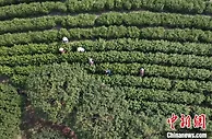 小小茶叶变身致富金叶 浙江慈城古茶园飘来第一缕茶香