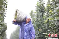 河北平乡致富路上取“榛”经