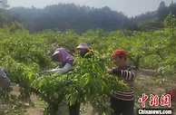 【十年@每一个奋斗的你】川妹子结缘炎陵黄桃十余年：从种植“门外汉”到致富带头人