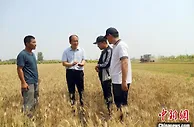 【大国“粮”策】河北南皮3000亩彩麦丰收 “高颜值”彩麦受青睐