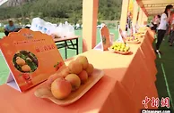 呼和浩特：“杏福树下”采摘节开幕 农旅融合引领乡村振兴