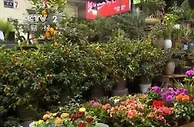 开年看消费 | 四川泸州：年味渐浓 年宵花市场迎来消费旺季