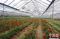 山西上党玫瑰化身“致富花” 花经济飘香乡村振兴路