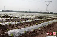 山西长子：打造千亩蔬菜产业示范带 绘就乡村振兴“绿色画卷”