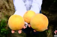 【十年@每一个奋斗的你】浙江农业博士十年育新品：让“甜蜜产业”更智慧