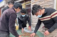 “软黄金”冬虫夏草产量下降 价格同比上涨20%以上