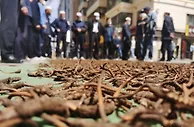 青海冬虫夏草市场迎交易高峰：“软黄金”名不虚传