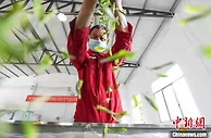 贺龙故里白茶飘香 一片茶叶带富一方乡亲