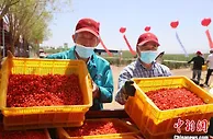 “杞乡中宁”引领枸杞“鲜时代”