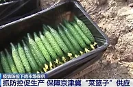 河北多地抓防控促生产 保障京津冀“菜篮子”供应