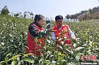“江南茶祖之乡”浙江天台山云雾茶“云端”开茶
