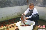 四川西充：小龙虾的大“钱”景 农旅融合助推乡村振兴