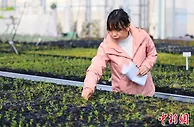 油橄榄“缘定”甘肃陇南  “上天入地”冀育“当家品种”