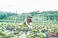 （十年@每一个奋斗的你）广西90后姑娘瑶山创业记：肩挑背驮自建索道 曾5天磨破9双手套